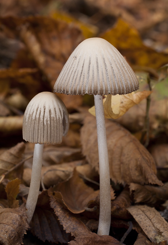 Coprinellus impatiens